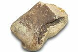 Fossil Dinosaur Phalanx (Toe) Bone - Montana #246231-1